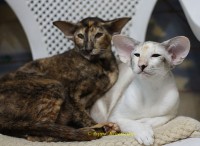 Сиамские и ориентальные кошки: 2308_019