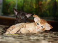 Сиамские и ориентальные кошки: 2308_026