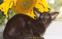 Сиамские и ориентальные кошки: 2309_041