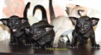 Сиамские и ориентальные кошки: 2310_001